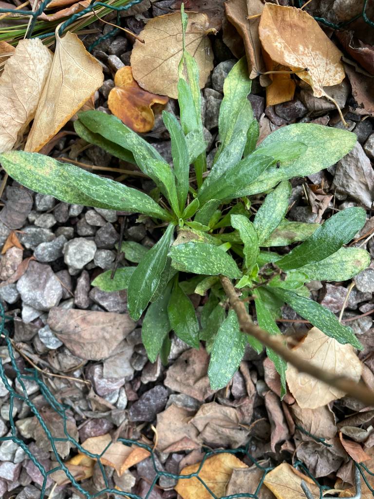 Plant name: Skyblue Aster Symphyotrichum oolentangiense 
